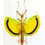 Tagesoidea nigrofasciata