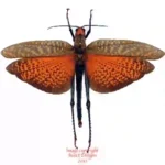 Tropidacris dux