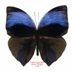 Zeuxidia aurelius aurelius - male