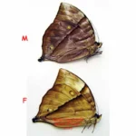 Zeuxidia boholina - male