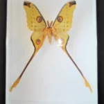 Argema-mittrei-Moth-in-a-Frame