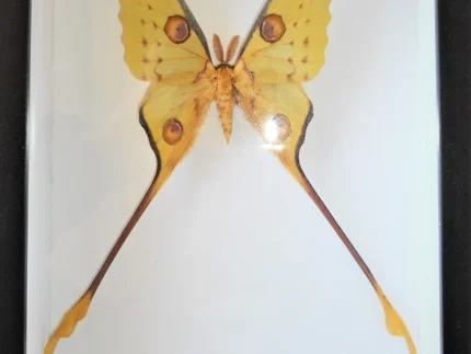 Argema-mittrei-Moth-in-a-Frame