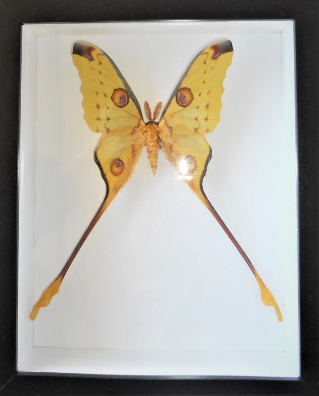 Argema-mittrei-Moth-in-a-Frame