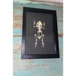 Asian-Black-Spined-Toad-Skeleton-in-a-Frame