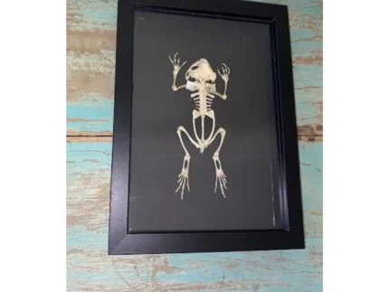 Asian-Black-Spined-Toad-Skeleton-in-a-Frame
