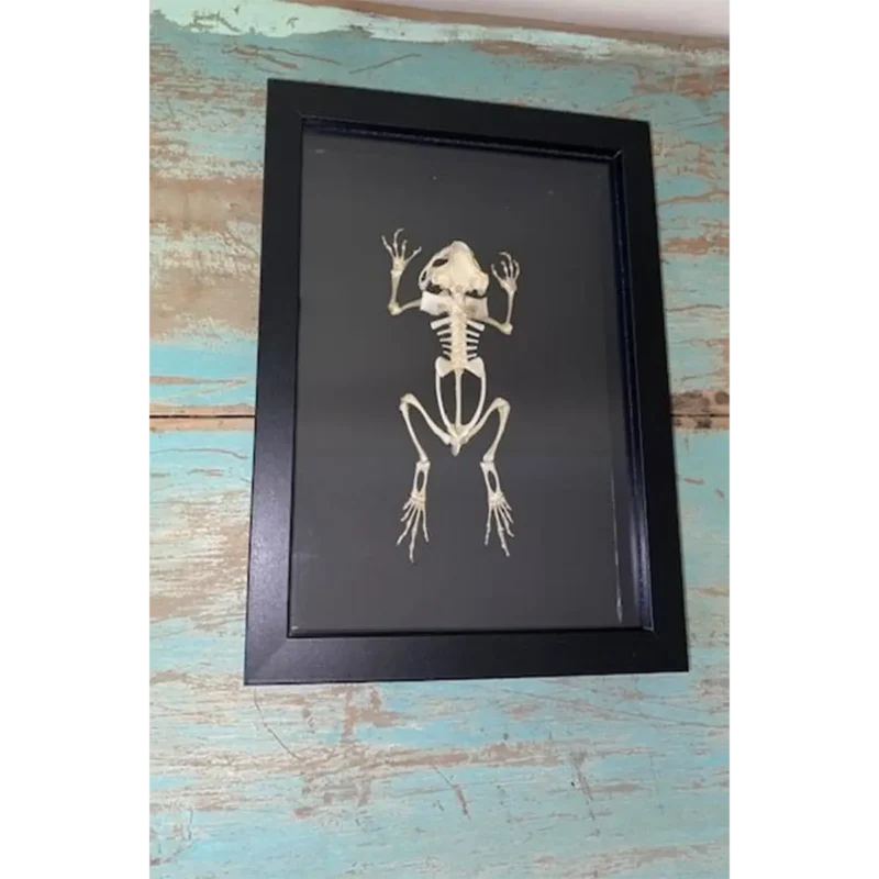 Asian-Black-Spined-Toad-Skeleton-in-a-Frame