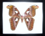 Attacus atlas in a Butterfly in a Frame