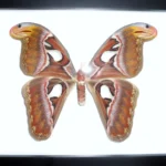 Attacus atlas in a Butterfly in a Frame