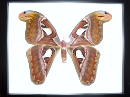 Attacus atlas in a Butterfly in a Frame
