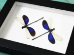 Blue Damselflies in a Frame