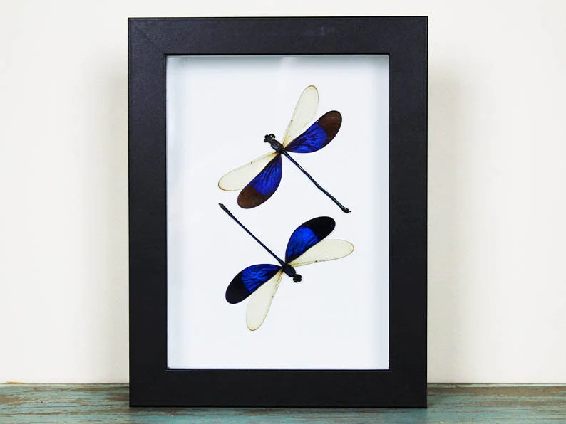 Blue Damselflies in a Frame