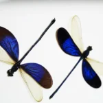 Blue Damselflies in a Frame