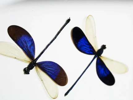 Blue Damselflies in a Frame