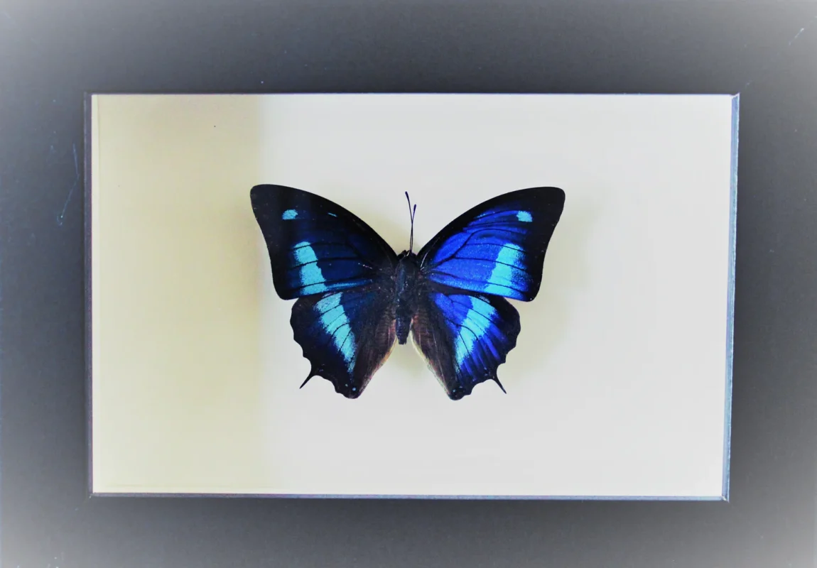 Blue Sky Butterfly in Frame