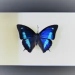 Blue Sky Butterfly in Frame