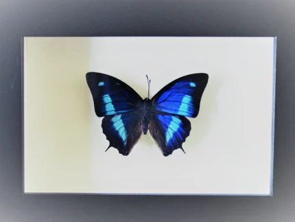 Blue Sky Butterfly in Frame
