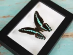 Blue Triangle Butterfly in a Frame