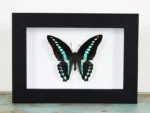Blue Triangle Butterfly in a Frame