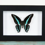 Blue Triangle Butterfly in a Frame