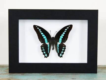 Blue Triangle Butterfly in a Frame