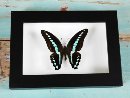 Blue Triangle Butterfly in a Frame