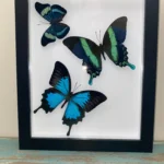 Framed Butterfly Wall Art Blue Ulysses, Green Swallowtail, and Weiskii Butterflies