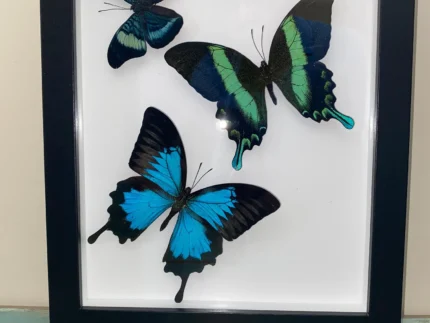 Framed Butterfly Wall Art Blue Ulysses, Green Swallowtail, and Weiskii Butterflies