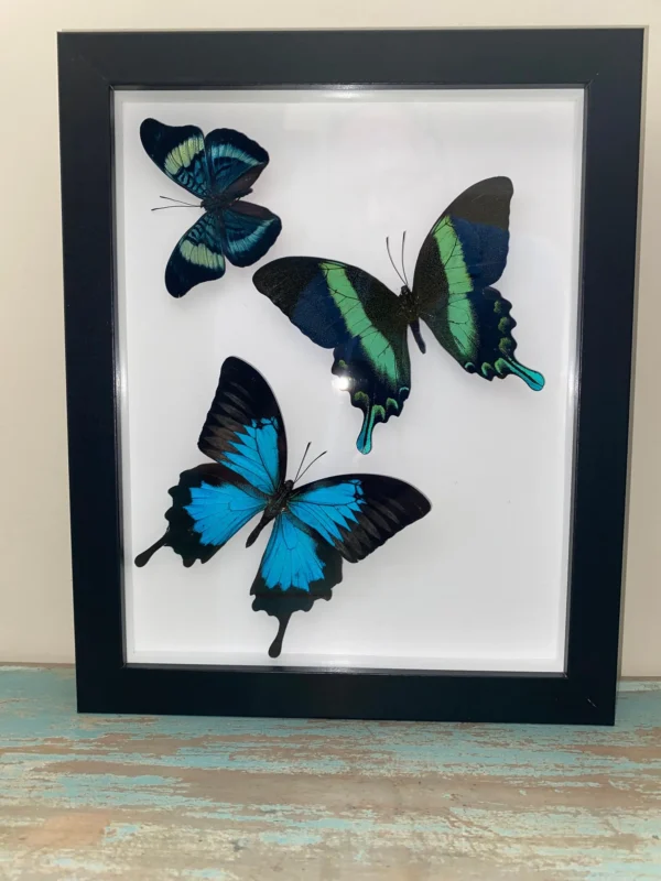 Framed Butterfly Wall Art Blue Ulysses, Green Swallowtail, and Weiskii Butterflies