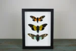 Cicadas in a Frame