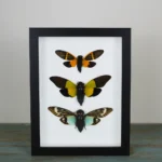 Cicadas in a Frame