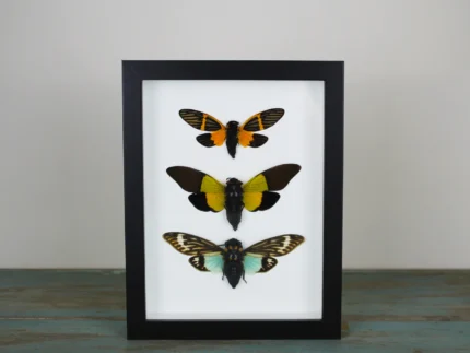 Cicadas in a Frame