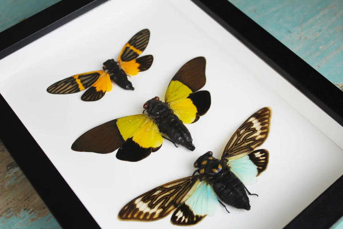 Cicadas in a Frame