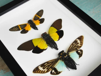 Cicadas in a Frame