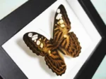 Clipper Butterfly in a Frame Sale Buy