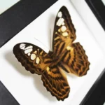 Clipper Butterfly in a Frame Sale Buy