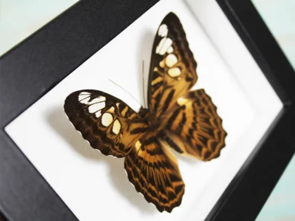 Clipper Butterfly in a Frame Sale Buy