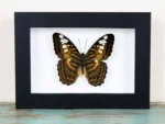 Clipper Butterfly in a Frame Sale Buy