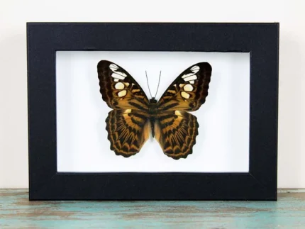 Clipper Butterfly in a Frame Sale Buy