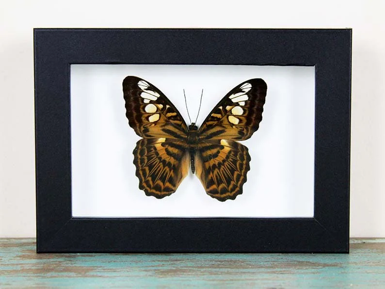 Clipper Butterfly in a Frame Sale Buy