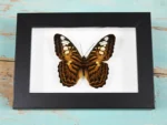Clipper Butterfly in a Frame Sale Buy