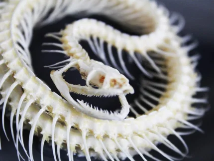 Coiled Snake Skeleton in a Frame
