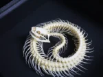 Coiled Snake Skeleton in a Frame