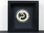 Coiled Snake Skeleton in a Frame