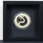 Coiled Snake Skeleton in a Frame