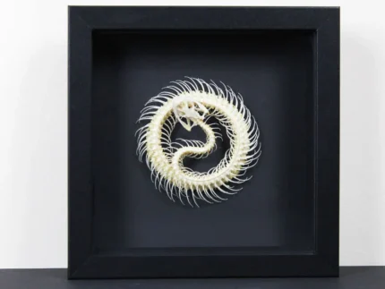 Coiled Snake Skeleton in a Frame