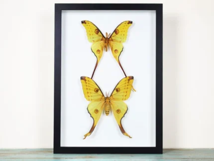 Comet Moths in a Frame