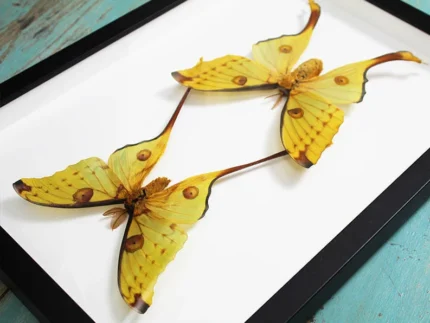 Comet Moths in a Frame