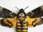 Death's-Head Hawkmoth