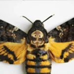 Death's-Head Hawkmoth