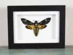 Death's-Head Hawkmoth - Image 2